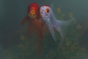 В аквариуме стоит фильтр, но вода все равно мутнеет. Почему?