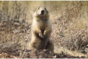 Напряженный поединок двух луговых собачек