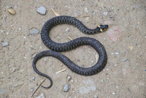 Чем опасны московские змеи и пауки?