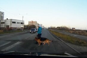 Женщина с собакой попала под колеса легковушки в Северодвинске
