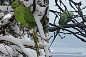 Улетевшая летом 2014-го от хозяина тропическая птица пережила пять норвежских зим