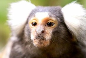 Обезьяны общаются на разных диалектах и обучаются новым