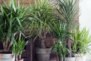 Почему желтеют листья юкки?