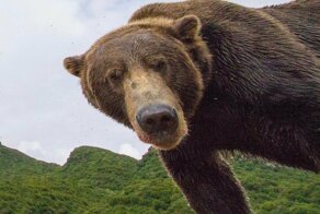 Фотограф прикрепил камеру к машинке с ДУ и снимает смешную реакцию диких зверей
