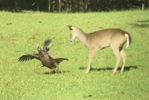 Агрессивная индейка попыталась заставить оленей покинуть её территорию