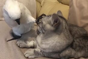 Домашний кот подружился с добычей