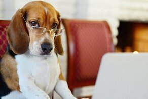 15 интересных фактов о собаках, которые могут удивить