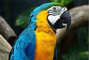 10 интересных фактов о попугаях
