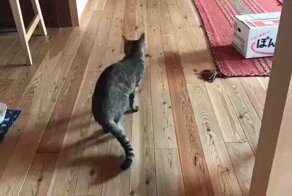 Гифки разные