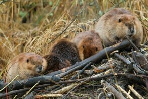10 фактов о бобрах