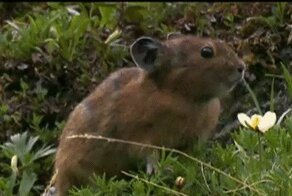 Звериные гифки