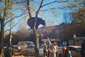 15 колоритных ситуаций, приключившихся в России