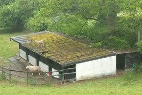 Попытка помочь овце спуститься с крыши