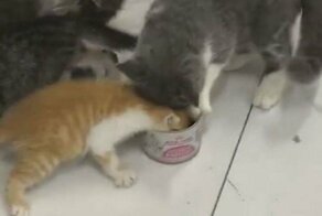 Жадный котенок отказался делиться кормом со своими сородичами