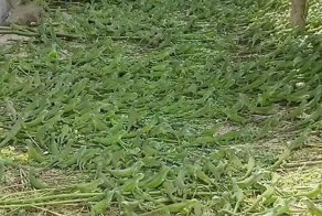 Море из игуан на мексиканской ферме