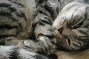 Душевный диалог с котом