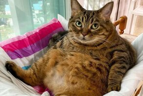 Манго-пухлая кошечка, которая  сверлит всех суровым взглядом