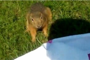 Упрямый суслик пытается украсть у девушки покрывало