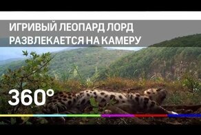 Игривый леопард Лорд развлекается на видео