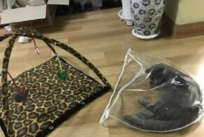 20 доказательств того, что коты всегда живут по своим правилам