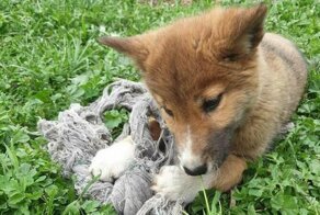 Женщина нашла на своем участке милого щенка, но он оказался совсем не прост