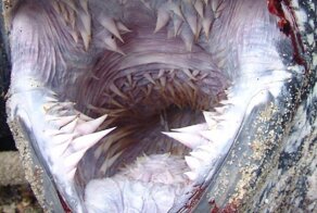 Самая крупная из ныне живущих