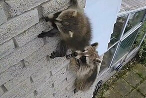 Самка енота подстраховала своего детёныша и стащила его на землю
