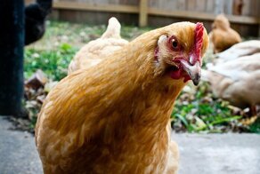 10 фактов о курице, после которых ваша жизнь не будет прежней