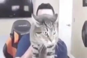 Не стоит злить котиков
