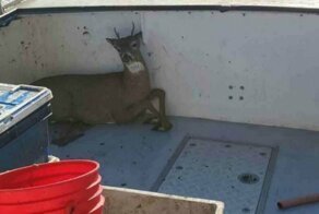 Рыбаки заметили обессиленного оленя в 8 километрах от берега