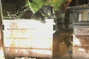 Рука помощи: Полицейский спас медведя, который провалился в мусорный контейнер