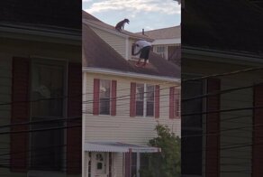 Спасение четвероногого путешественника, гуляющего по крыше дома