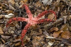 "Пальцы Дьявола" возвращаются!