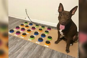 Собака общается с хозяйкой с помощью специальной звуковой панели