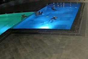 Медведи забрались в болгарский спа-салон, чтобы искупаться в бассейне