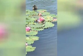 Сообразительный утенок обогнал своих братьев