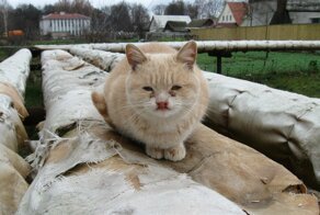 Очень милые и колоритные котики