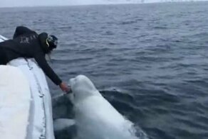 Забавное видео, в котором белуха играет с мячом для регби