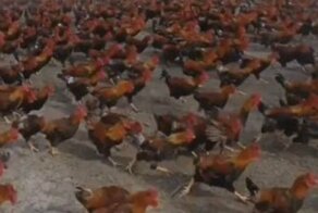 Как китайский фермер выгуливает свою 70-тысячную куриную армию