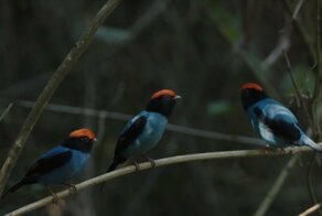 Птицы-манакины устраивают танцевальные «батлы», пытаясь впечатлить самок