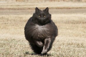 Сигмонд - королевский кот!