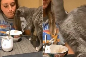 Наглая кошка испортила хозяйке трапезу