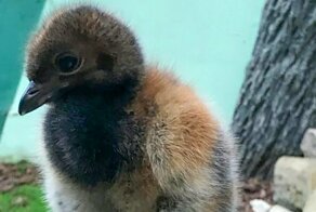 В Московском зоопарке вылупился птенец, которого очень ждали