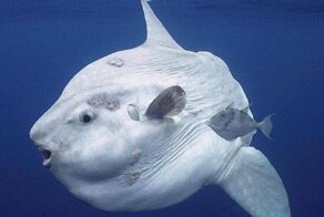 Почему я ненавижу рыбу-луну?