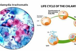 Такие страшные хламидии