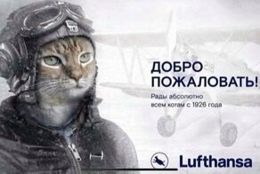 ЯМыТолстыйКот: за что весь интернет затроллил "Аэрофлот"