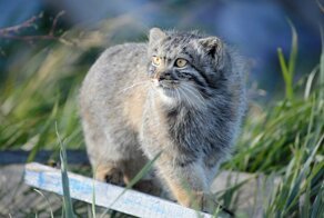 Возвращение мануленка Дарьи (может быть)