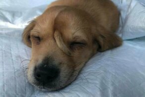 Чудо с хвостиком: люди подобрали на улице щенка-единорога