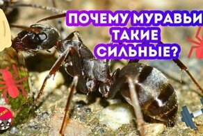 Геркулесы мира насекомых: почему муравьи такие сильные?