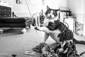 Великолепные фотографии кошек, сделанные Марианной Зампиери